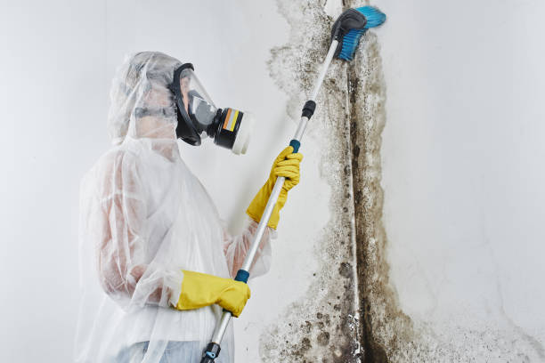 Best Mold Remediation Experts  in East Pepperell, MA