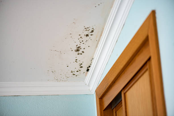 Best Mold Damage Repair  in East Pepperell, MA