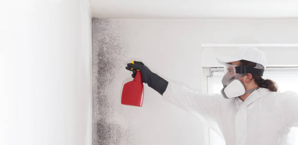 Best Residential Mold Removal  in East Pepperell, MA