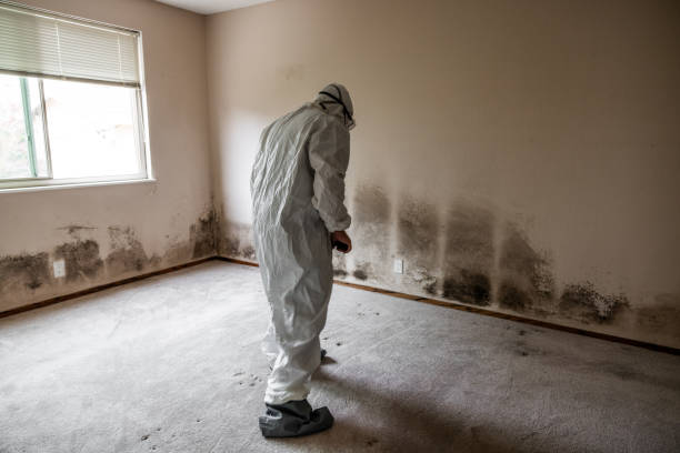 Best Local Mold Removal Service  in East Pepperell, MA