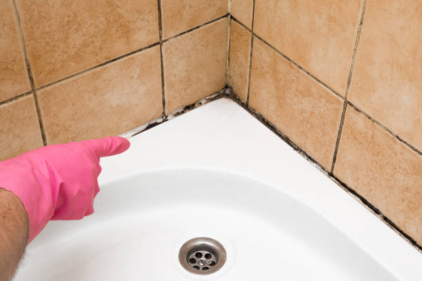 Best Home Mold Removal  in East Pepperell, MA